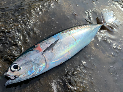 マルソウダの釣果