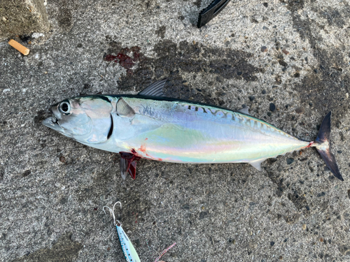 ソウダガツオの釣果