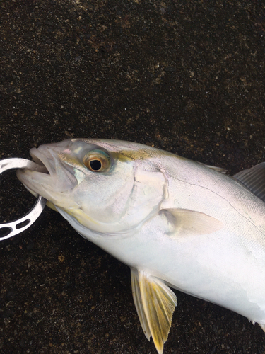 ショゴの釣果