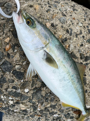 ハマチの釣果