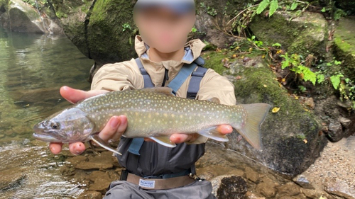 イワナの釣果