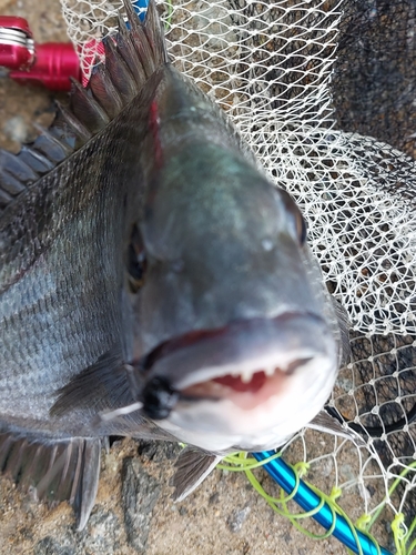 チヌの釣果