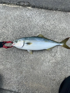 イナダの釣果