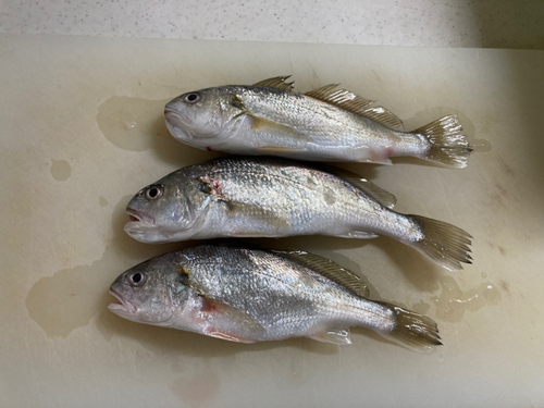 イシモチの釣果