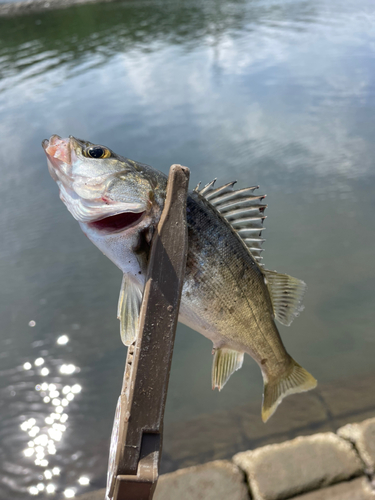 セイゴ（マルスズキ）の釣果