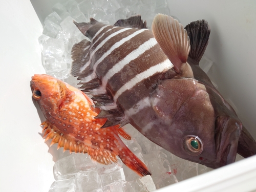 マハタの釣果