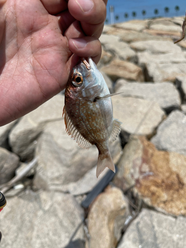 チャリコの釣果