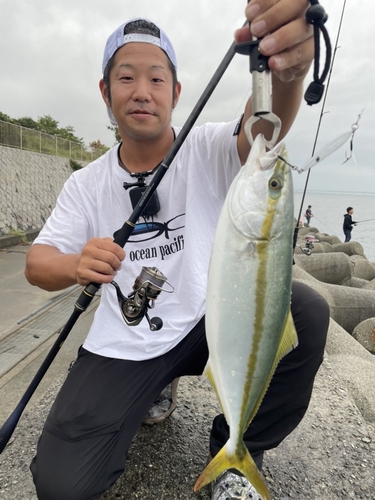 ハマチの釣果