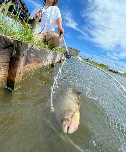 コロソマの釣果