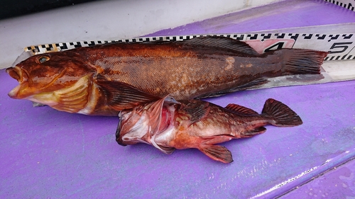 アイナメの釣果