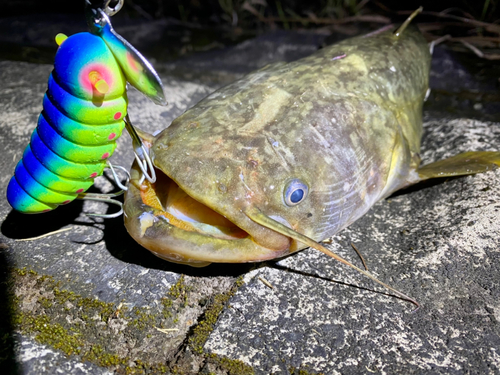 ナマズの釣果