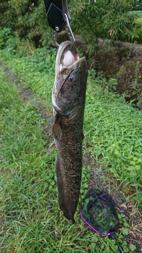 ナマズの釣果