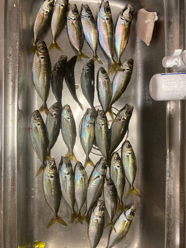 アジの釣果