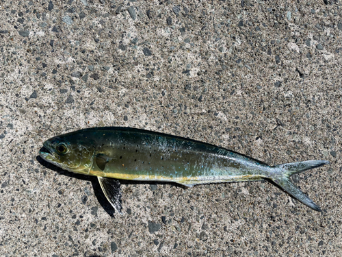 シイラの釣果