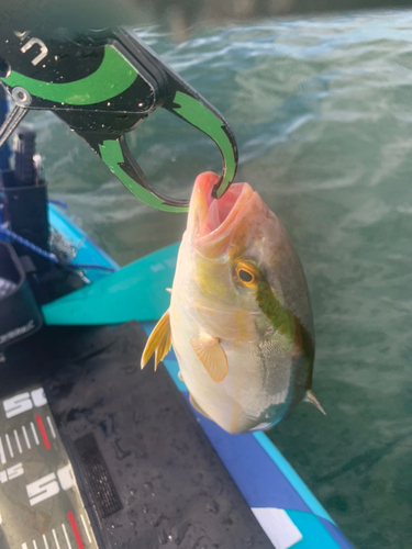 ショゴの釣果