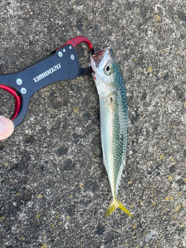 サバの釣果