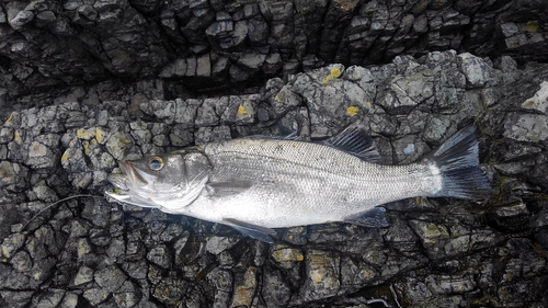 ヒラスズキの釣果