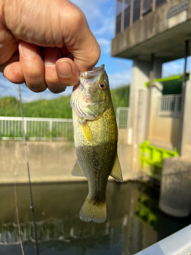 ラージマウスバスの釣果