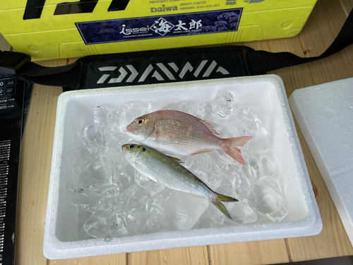 チャリコの釣果