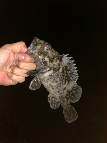 オウゴンムラソイの釣果