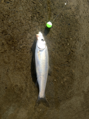 ウグイの釣果