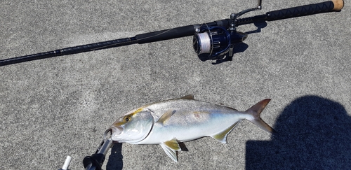 ショゴの釣果