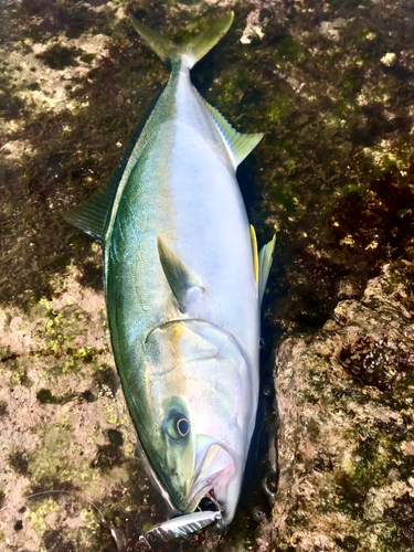 ヒラマサの釣果