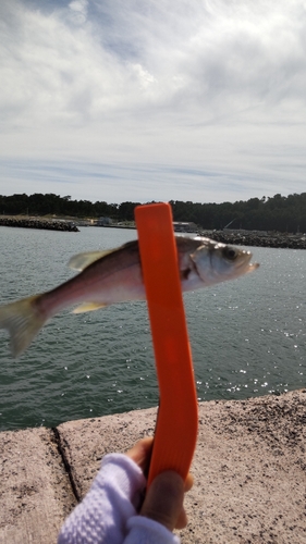 セイゴ（マルスズキ）の釣果