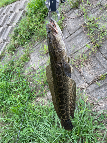 ライギョの釣果