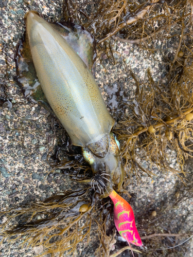 アオリイカの釣果