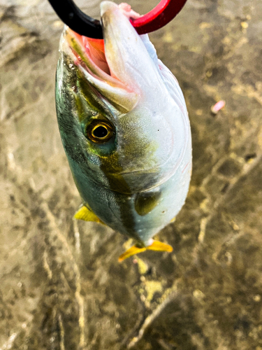 ワカシの釣果