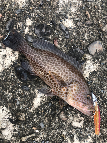 オオモンハタの釣果