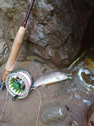 エゾイワナの釣果