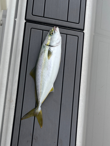 イナダの釣果