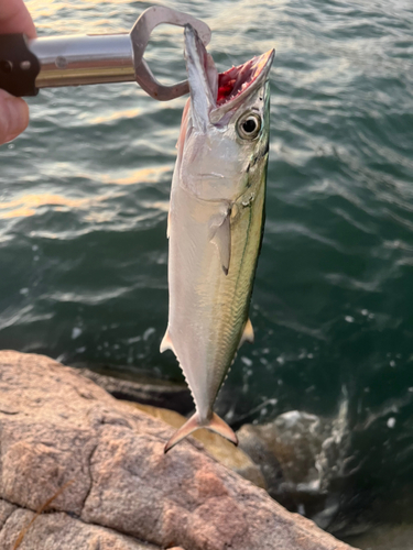 サゴシの釣果