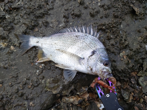 キビレの釣果