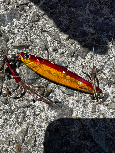 キスの釣果