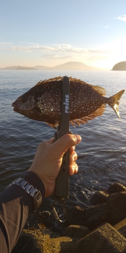 アイゴの釣果