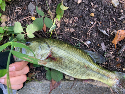 ラージマウスバスの釣果