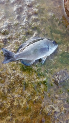 メジナの釣果