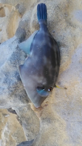 ウマヅラハギの釣果