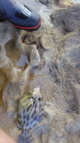 カワハギの釣果