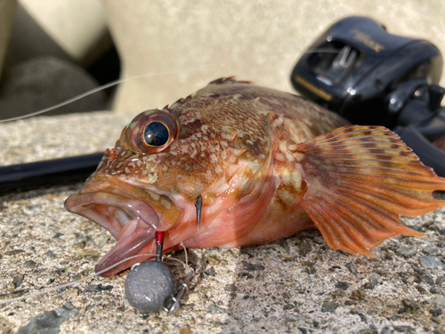 ガシラの釣果