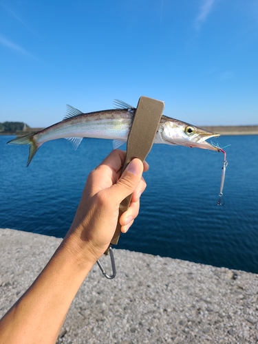 カマスの釣果