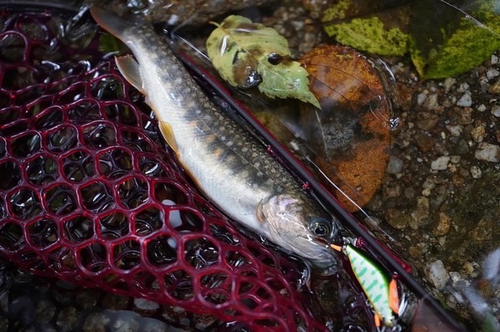 ニッコウイワナの釣果