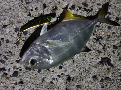 ヒラアジの釣果