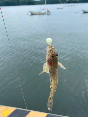 ハゼの釣果