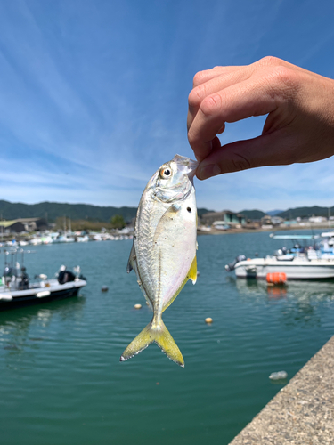 メッキの釣果