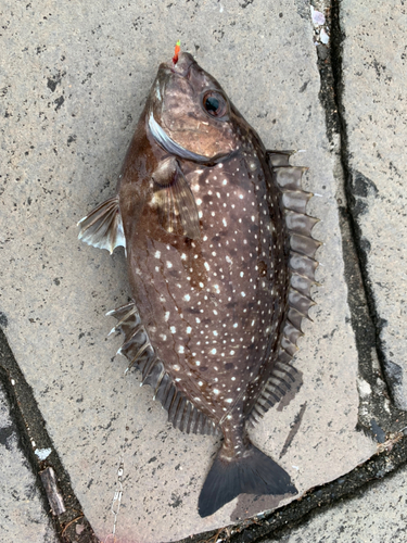 アイゴの釣果