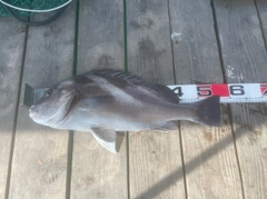 コショウダイの釣果